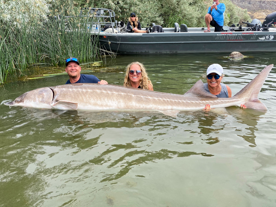 Monster sturgeon tops state record list