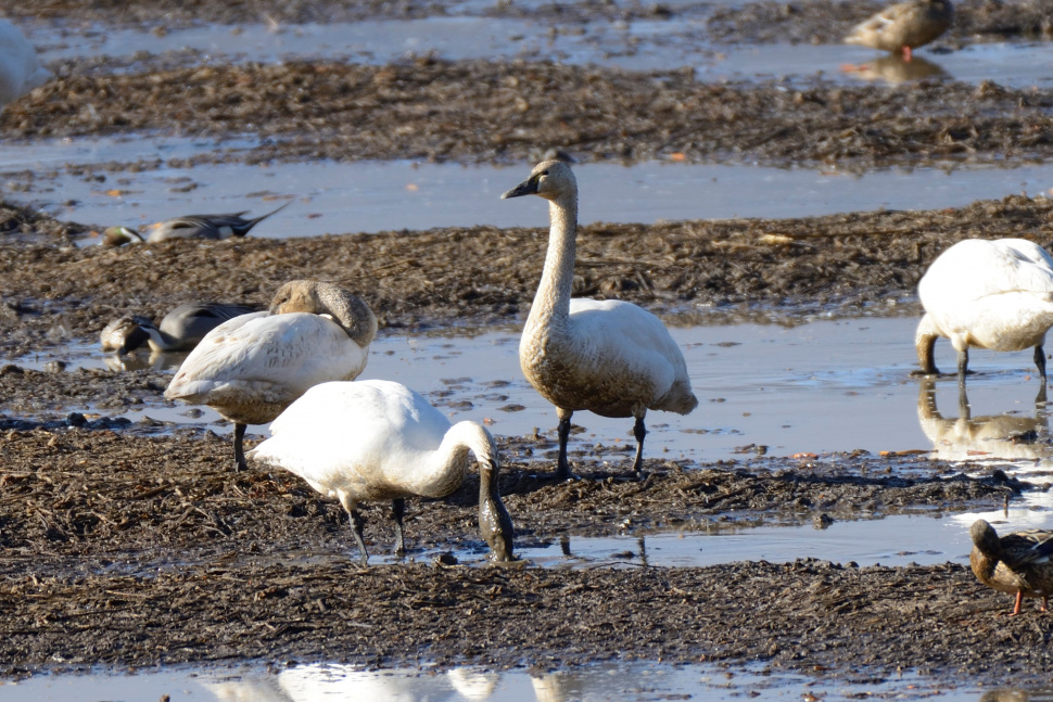 Tundra swan rooting for food in the Lower Coeur d'Alene River Basin