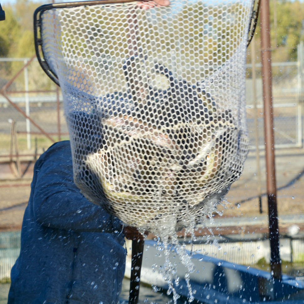Fish Netting at Nampa Hatchery-363716b6229f_1_201_a.jpeg