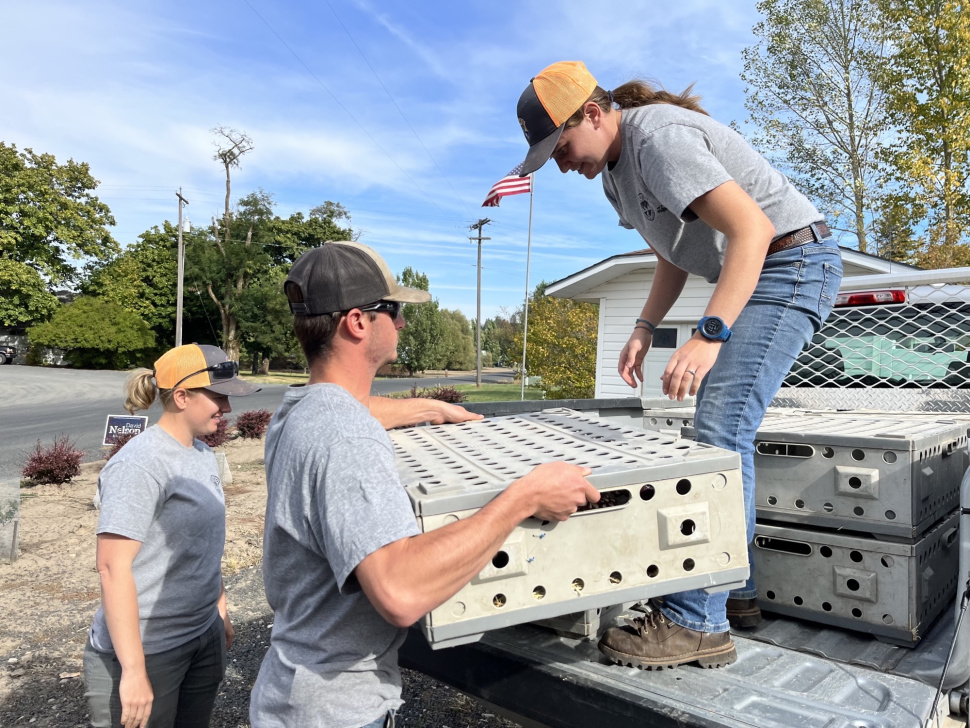 Clearwater Pheasant Stocking & Access Yes! What to Know Before You Go