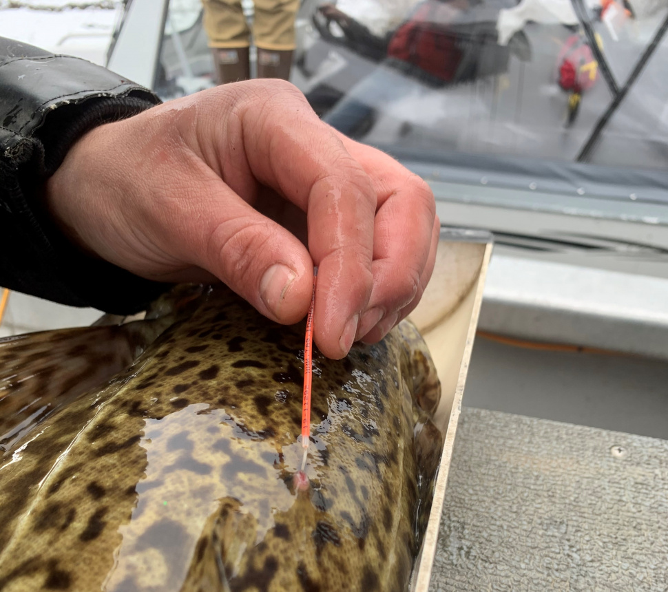 Kootenai River burbot with a tag in its back