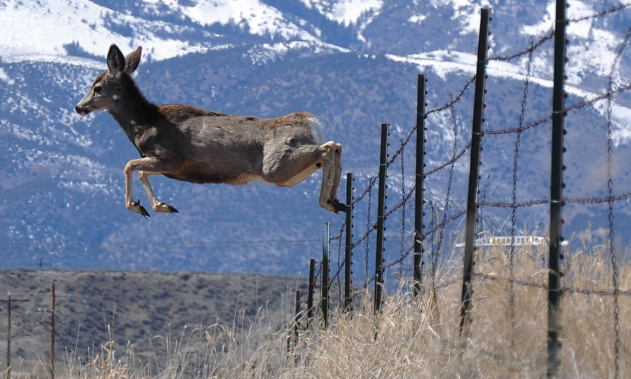 Deer jumping fence