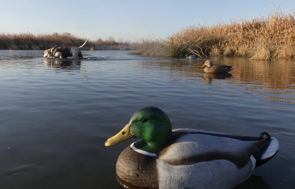 duck hunting that any hunter 