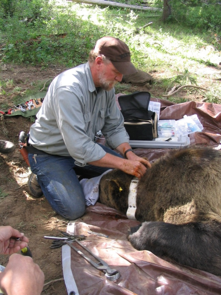 Grizzly Bear Research Trapping To Begin In Caribou Targhee National