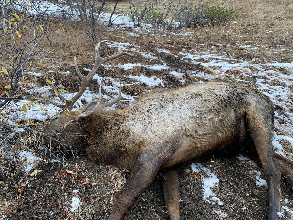 Information sought on bull elk left to waste near summit of Clear Creek in  Unit 39 | Idaho Fish and Game