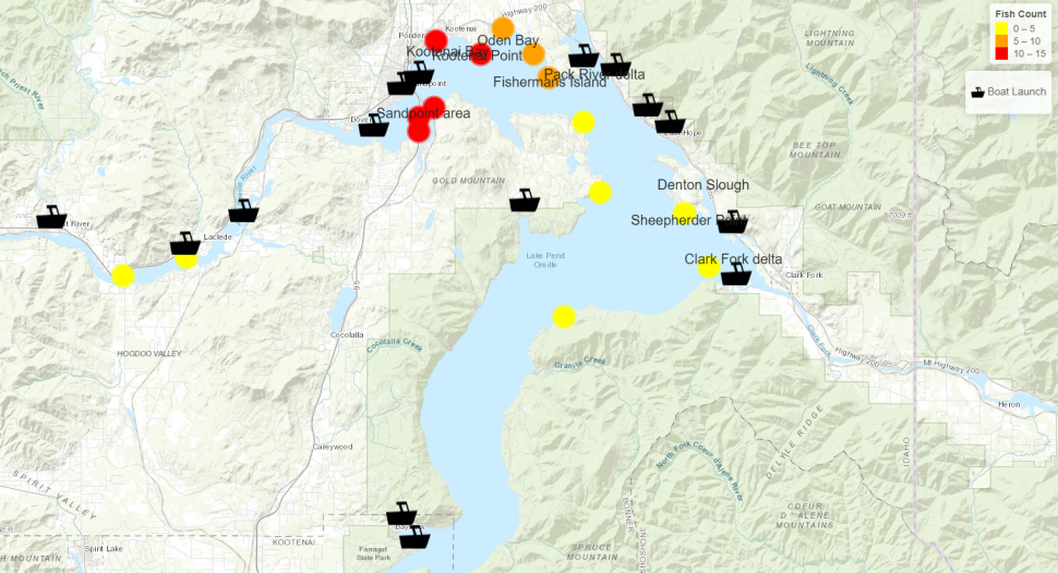 Map of walleye locations in Lake Pend Oreille in June 2022