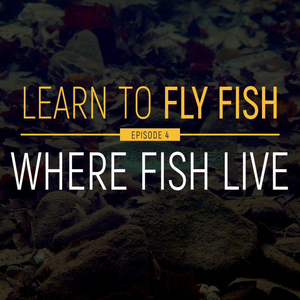 learn_to_fly_fish_-_video_series_thumbnails_-_ep_4_where_fish_live