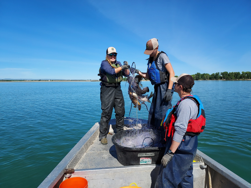 Fish composition survey of Lake Lowell indicates a stable fishery with quality bluegill and bass