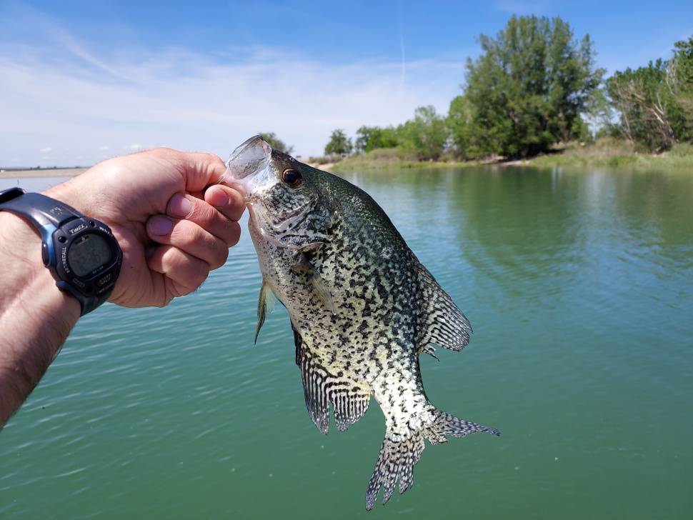 Fish composition survey of Lake Lowell indicates a stable fishery with  quality bluegill and bass opportunity