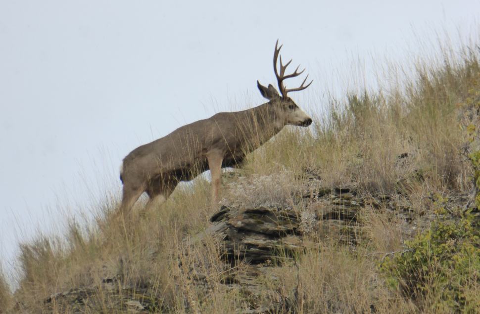 big mule deer