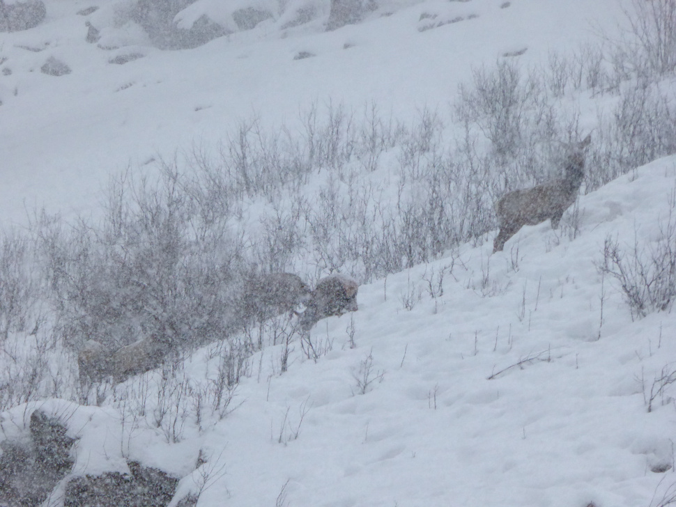 Winter elk, Southwest Region