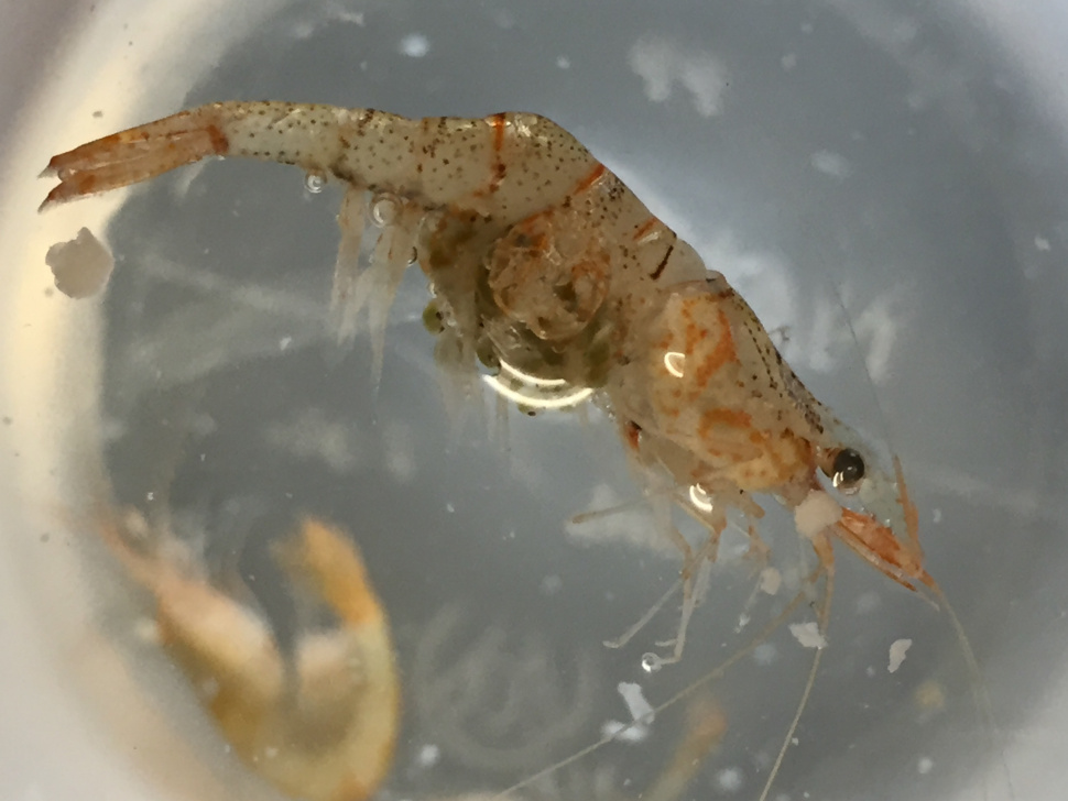 Boise River Survey Finds A Surprising Species A Non Native Freshwater Shrimp Idaho Fish And Game