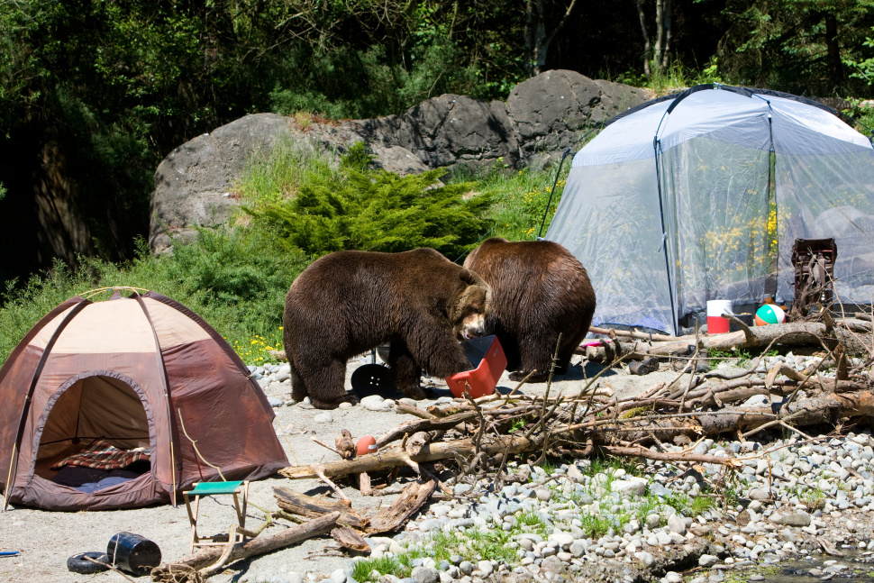 Two bears and Tents