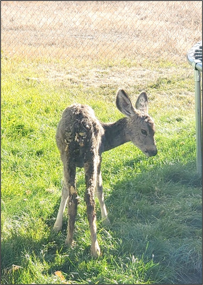 sick twin fawn