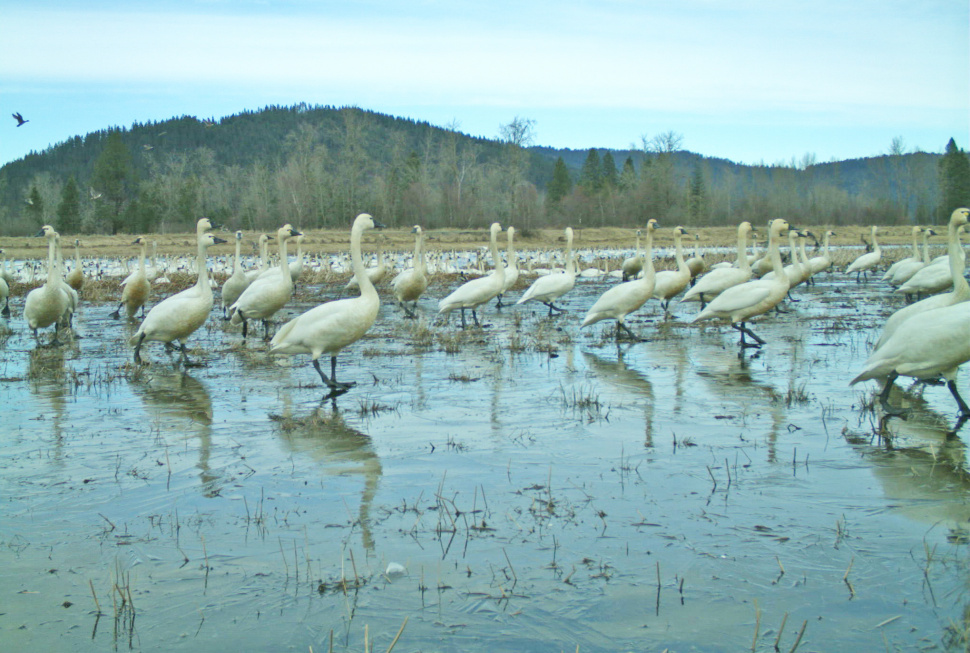 Tundra swans resting in the east field of the Schlepp Wetlands captured by a US Fish and Wildlife game camera.