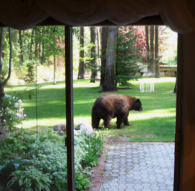 Idaho’s black bears will soon be emerging from their winter dens