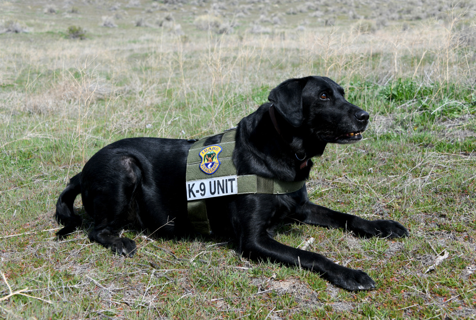 k9_pepper_at_the_ready_march_2022
