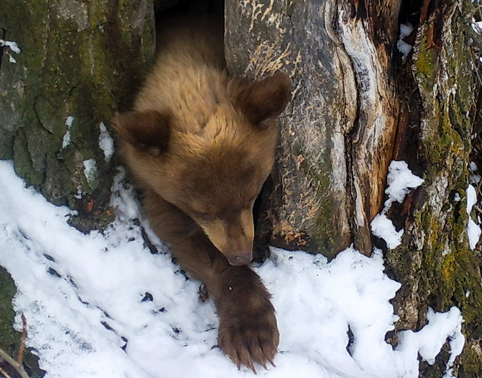 Hunters and hikers urged to be 'Bear Aware' as they head into the field ...