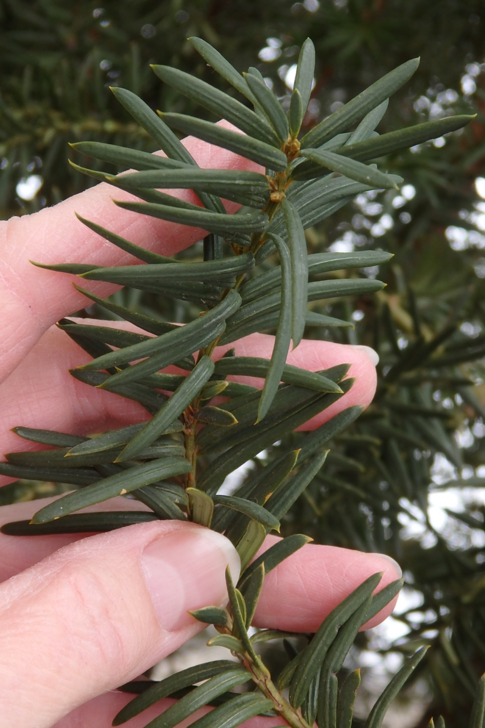 Is American Yew Or Canadian Yew Toxic to Cats? 
