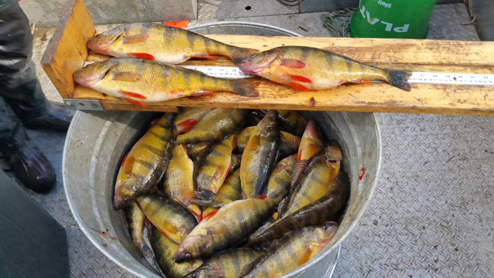The next state record perch is swimming in Lake Cascade Idaho Fish