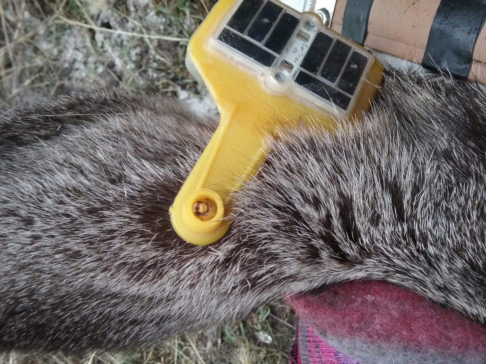 solar powered gps dog collar