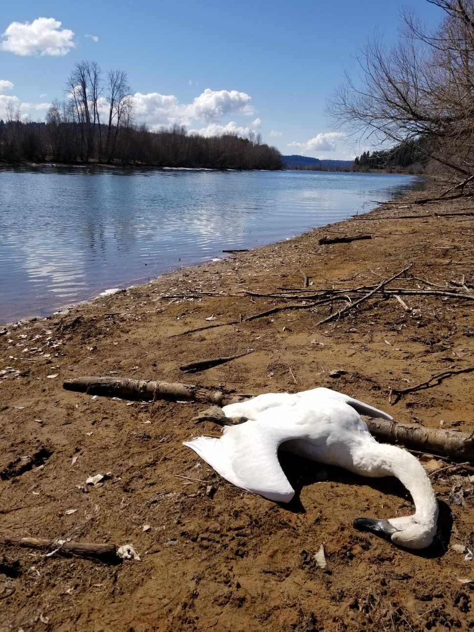 Dead tundra swan