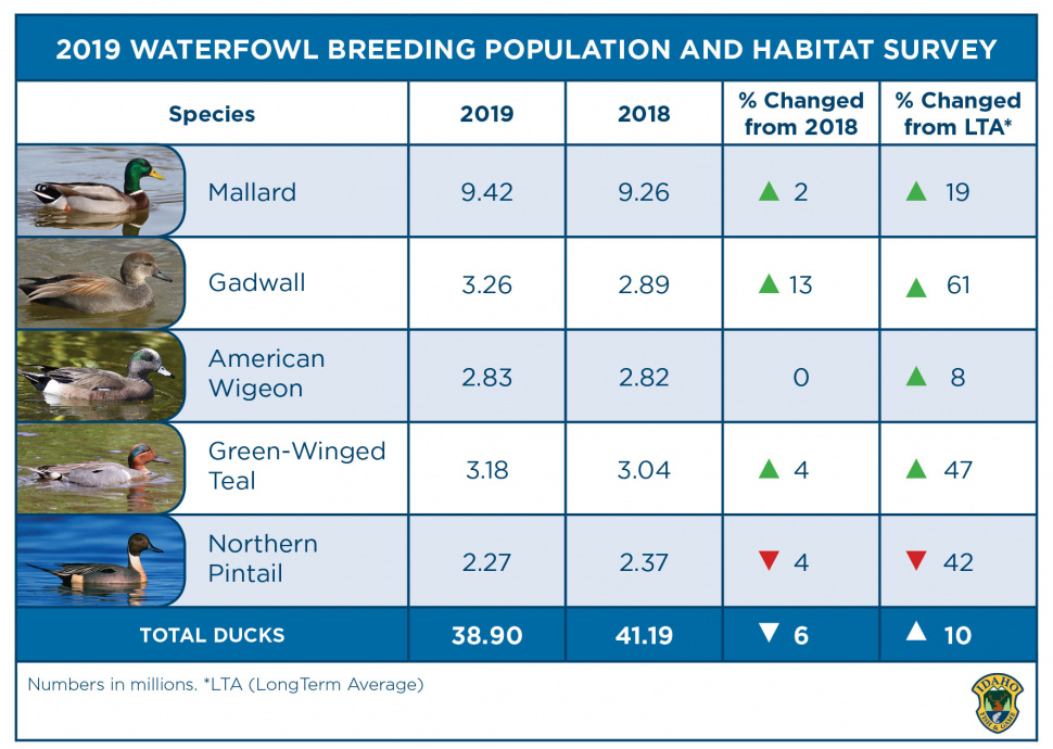 Waterfowl forecast Total duck numbers down from last year but most