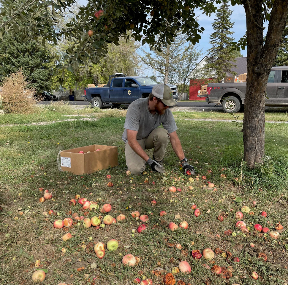 F&G Staff And Volunteers Pick Apples In Eastern Idaho To Avoid ...