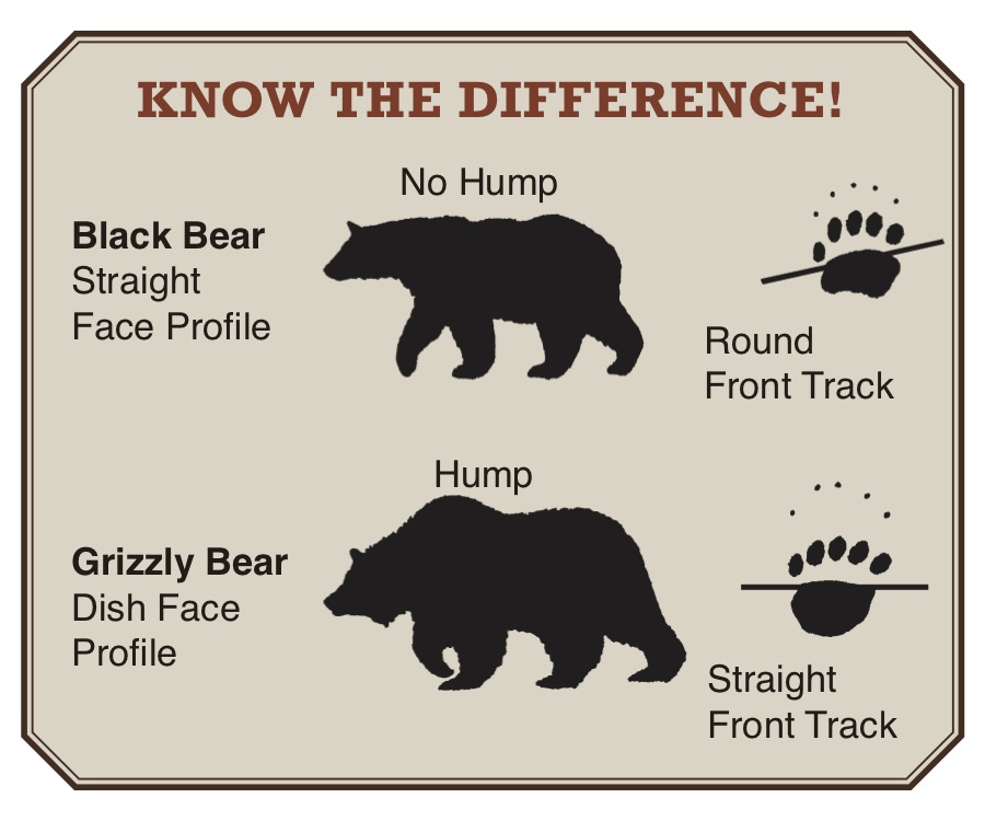 NEW GRIZZLY PRESENCE IN IDAHO UNIT 10 & 12| EHUNTR