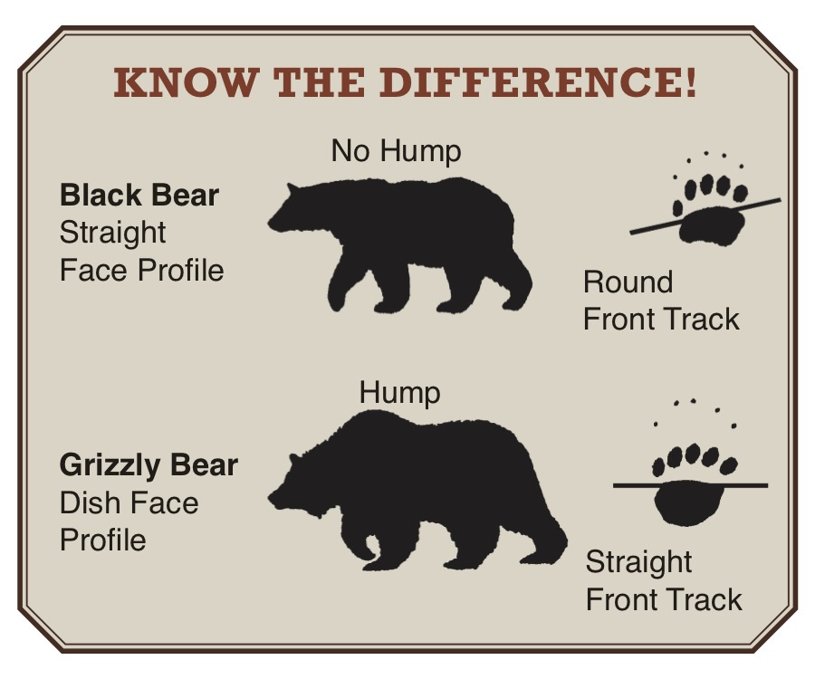 b-bear-vs-g-bear1