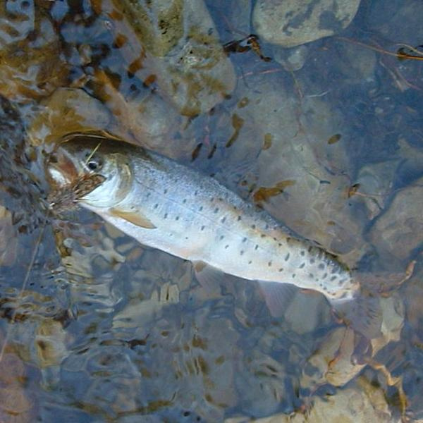 bonneville cutthroat trout