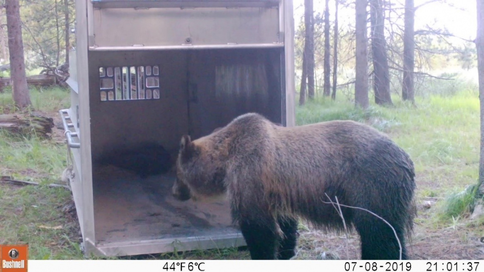 Grizzly Bear Research Trapping