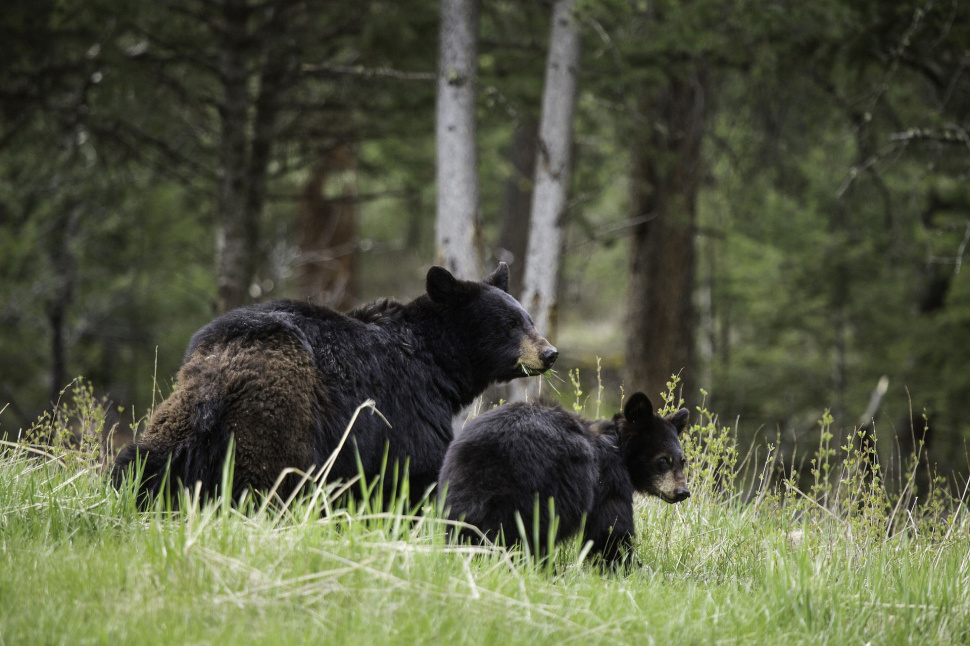 Living with Black Bears Idaho Fish and Game