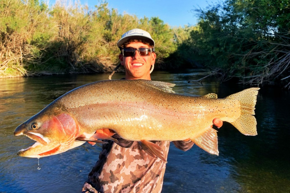 Another remarkable cutthroat trout breaks recent catchandrelease