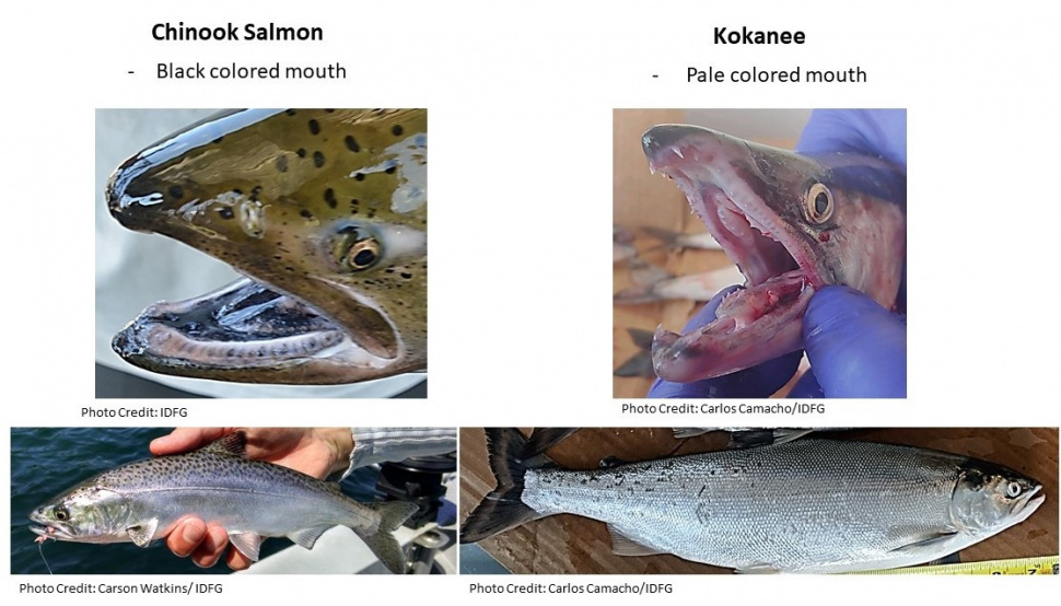 Coeur d’Alene Lake Chinook Salmon have strong spawning run Idaho Fish