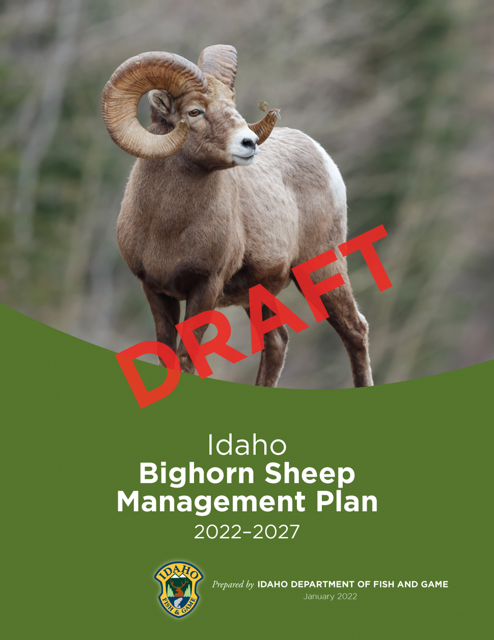 cover-draft-bighorn-sheep-management-plan-2022-2027