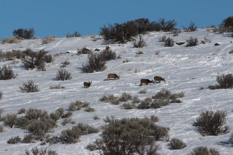 Mule deer in winter snow and sagebrush