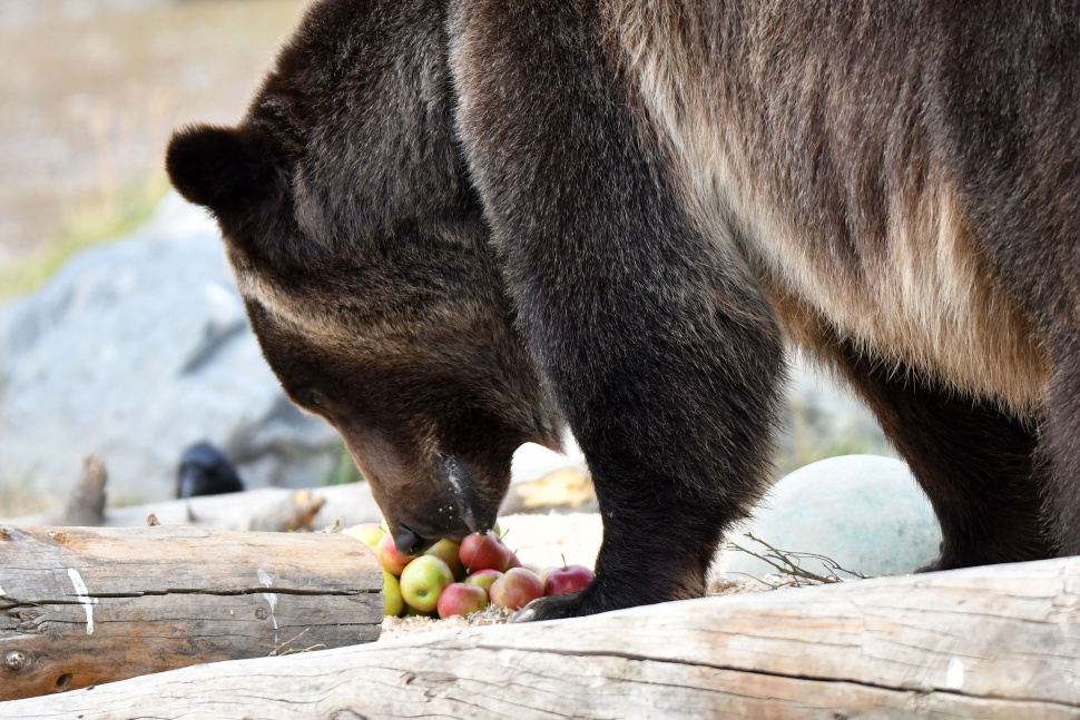 F&G staff and volunteers pick apples in Eastern Idaho to avoid attracting  bears | Idaho Fish and Game