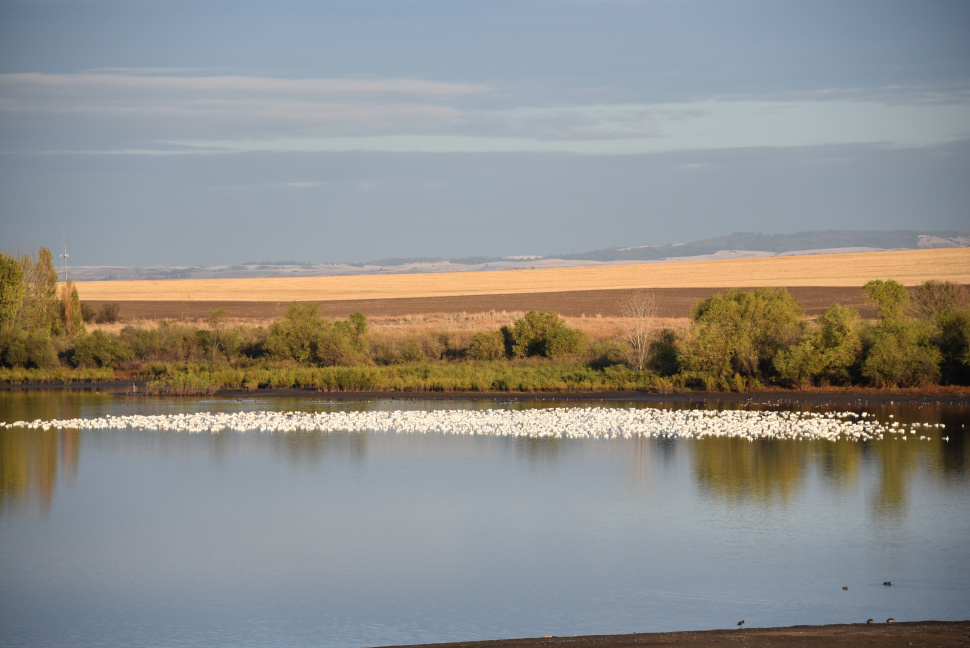 Thousands of snow geese visit Clearwater Region Idaho Fish and Game