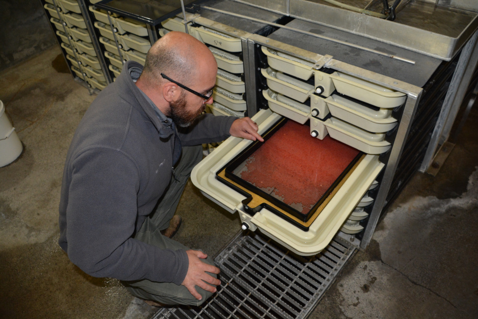 Sawtooth Hatchery raises mountainclimbing Chinook salmon Idaho Fish