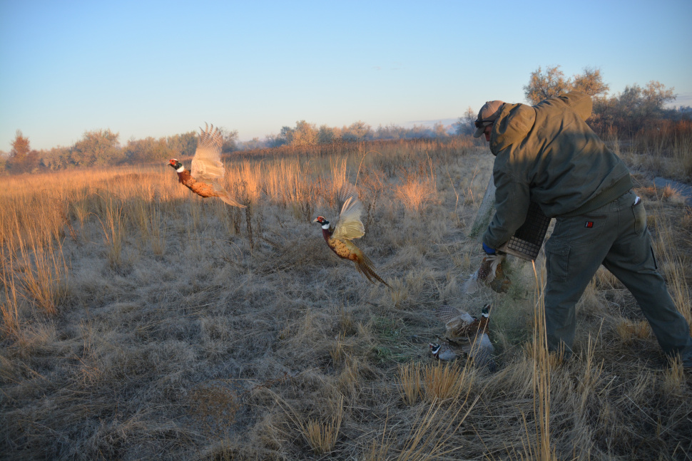 Pheasant hunting at Ft. Boise WMA Photo gallery and video Idaho Fish