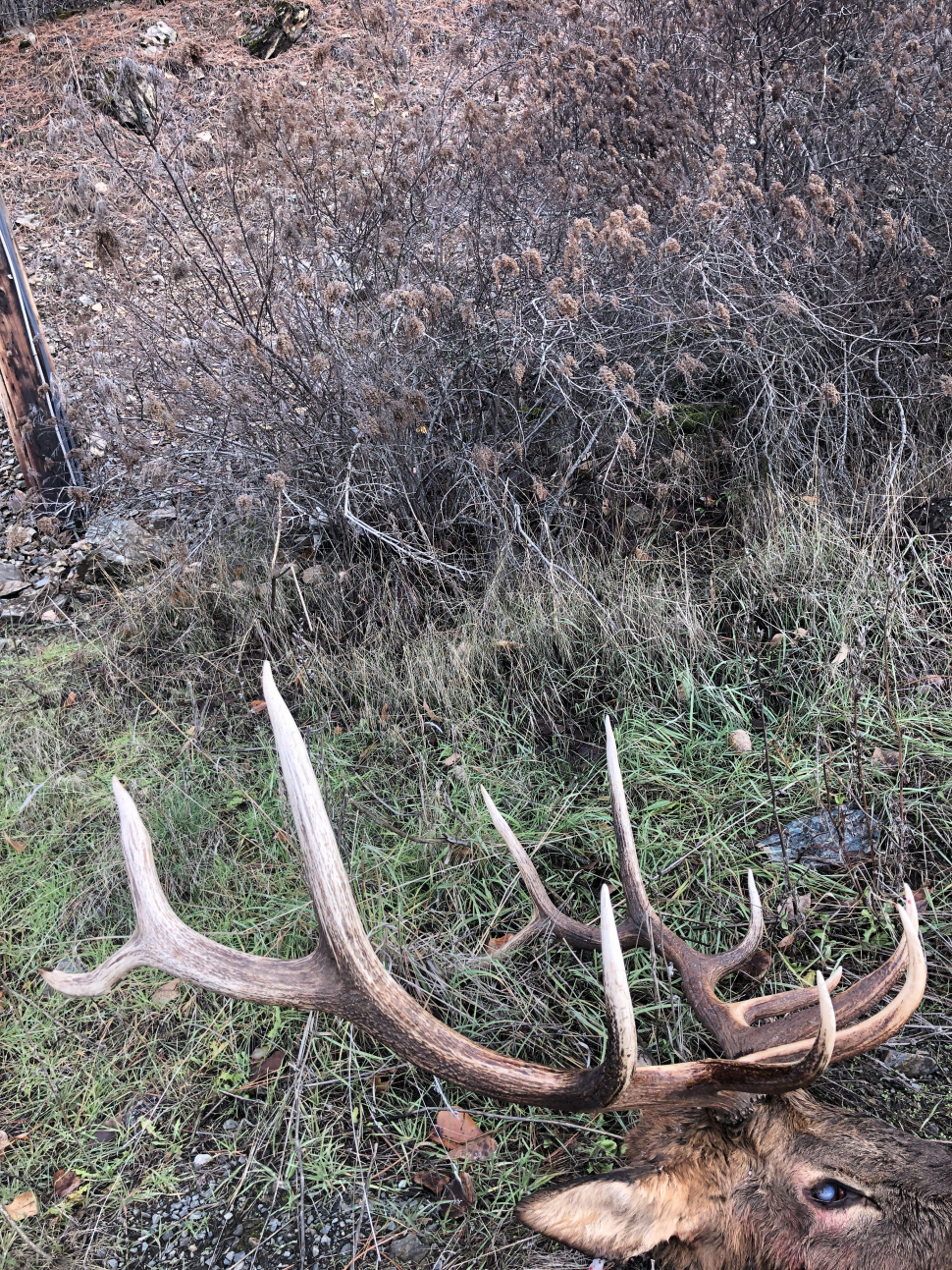 Bull elk shot and left to waste in North Idaho