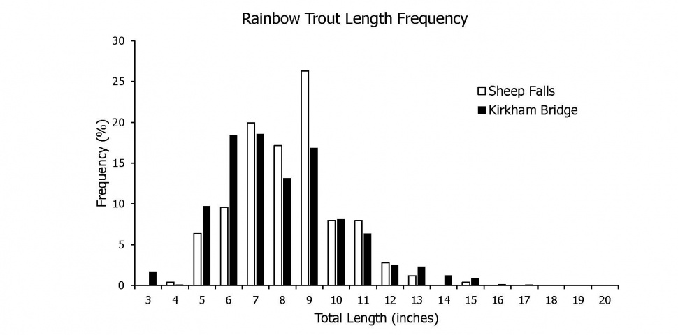 Fall River Rainbow Trout Length and Frequency 2019