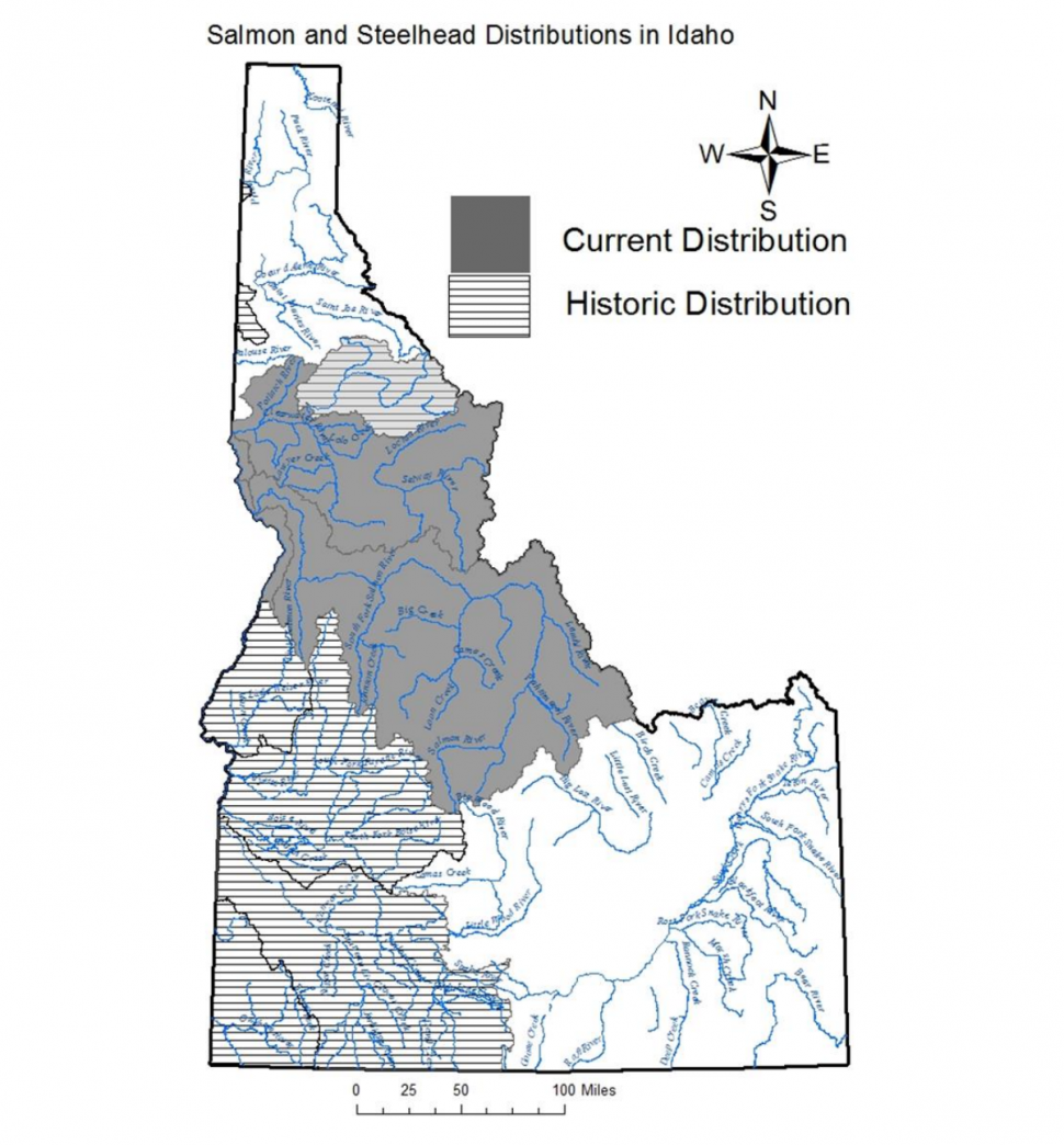Wild Fish are Important Idaho Fish and Game