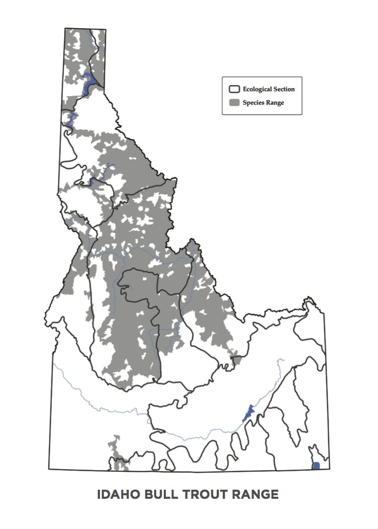 Casting for the bulls: fishing for Idaho's bull trout | Idaho Fish and Game