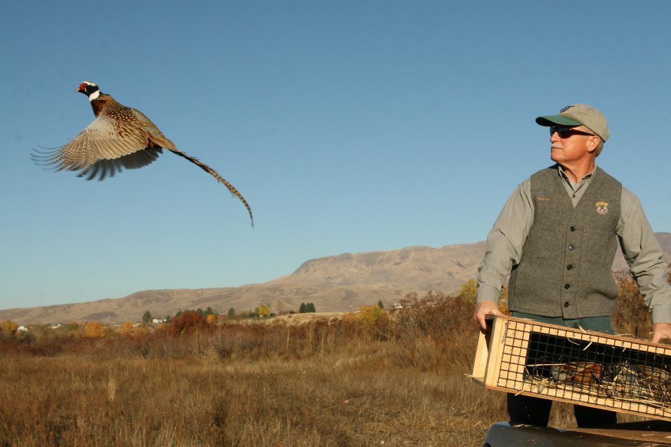 WMA pheasant stocking evokes the 'Good ol' Days' Idaho Fish and Game