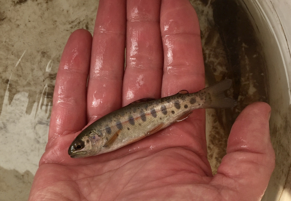 The lower Boise River Idaho’s urban fishery Idaho Fish and Game