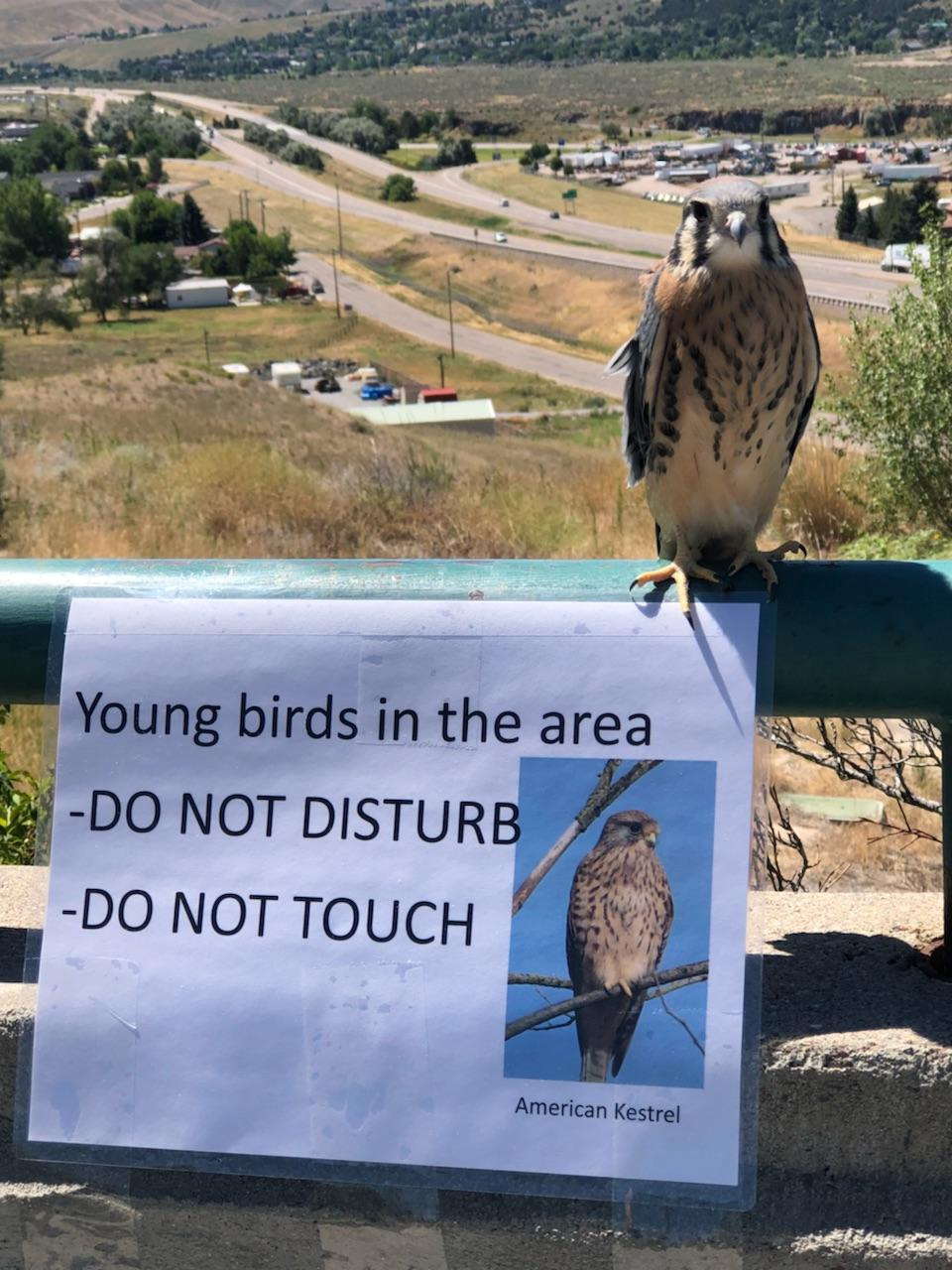 Falcon family finds a home at Fish and Game's Pocatello office Idaho