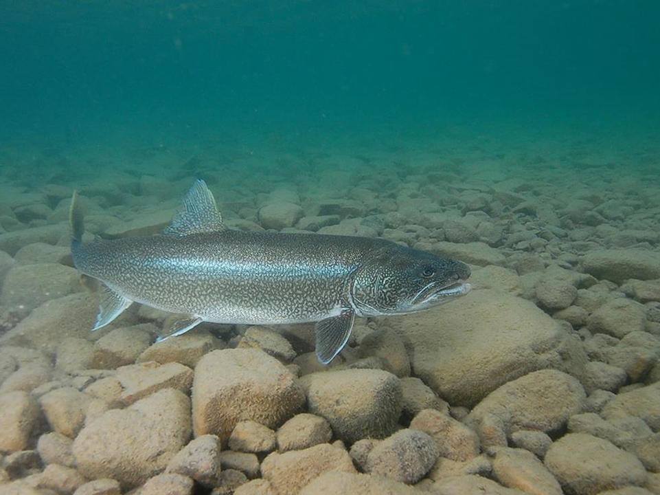 Fall walleye and lake trout on Lake Pend Oreille bites you don’t want