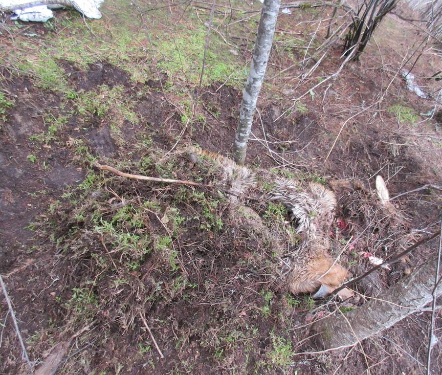 Elk carcass cached by a mt lion